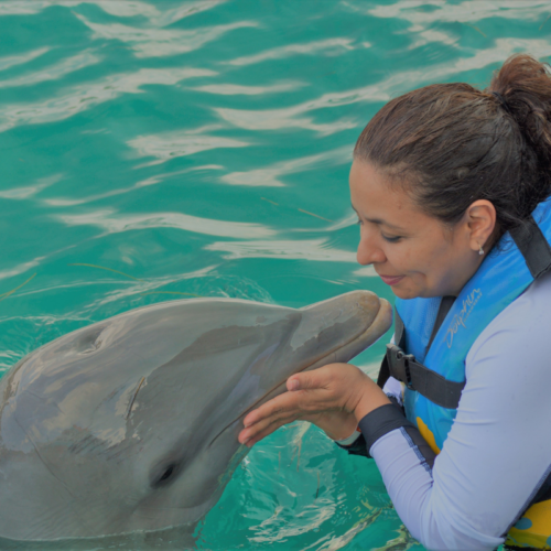  Swimming with Dolphins